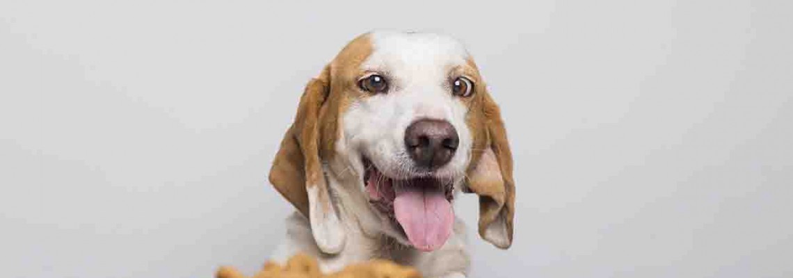 Köpekler Kedi Maması Yer Mi? Zararlı Mıdır?